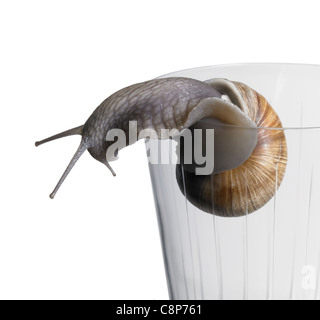 Studiofotografie einer Weinrebe Schnecke beim kriechen über den Rand ein Trinkglas in weißem Rücken Stockfoto