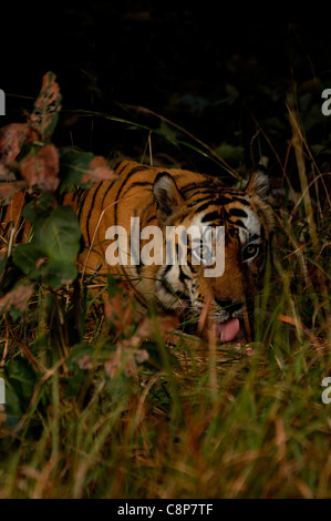 Royal Bengal Tiger Stockfoto