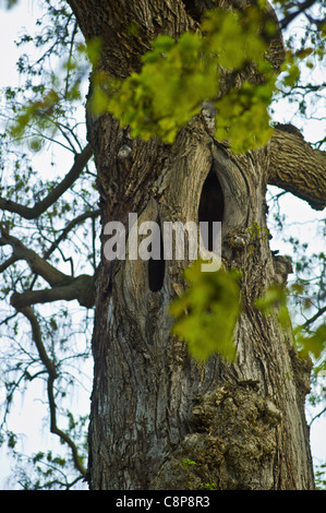 Der Baum und seine Nachbarn, Merlin wurde gefunden, cal: Narben auf dem Stamm, den Eindruck eines Gesichtes auf amerikanische Walnuss-Gard Stockfoto