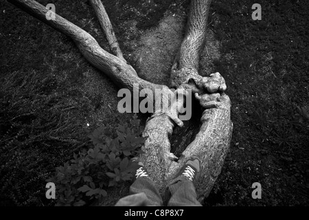 Der Baum und seine Nachbarn, A China Maulbeere, auf einem eroberten Land, Parc de Saint-Cloud Stockfoto