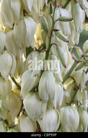 Nahaufnahme der cremefarbenen Turmspitze einer Yucca Stockfoto