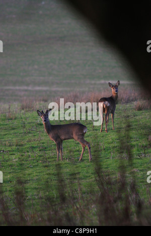 Reh Bock & Doe (Capreolus Capreolus) Stockfoto