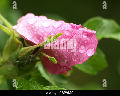 Hundsrose / Heckenrose / Rosa Canina / Heckenrose / Hundsrose / Wildrose mit Regentropfen Stockfoto