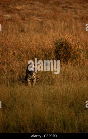 Eine aufmerksame Tiger auf einer Wiese Stockfoto