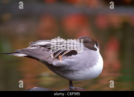 PINTAIL (Anas Acuta), männliche auf Felsen mit Herbstfarben im Teich, westliche Oregon, USA Stockfoto