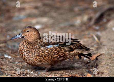 Zimt-KRICKENTE (Anas Cyanoptera) weiblich Mauser, westlichen Kalifornien, USA Stockfoto