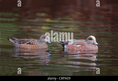 AMERIKANISCHE PFEIFENTE (Mareca Americana) männlich und weiblich auf Teich, westliche Oregon, USA Stockfoto