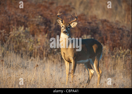 Weiß - angebundene Rotwild Buck - Odocoileus Virginianus - Western Montana Stockfoto