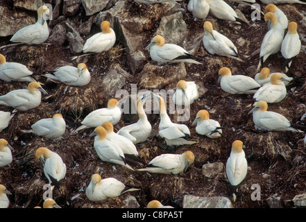 BASSTÖLPEL (Sula Bassanus) paar im Zentrum umwerben, Cape St. Mary's Ecological Reserve, Neufundland, Kanada Stockfoto