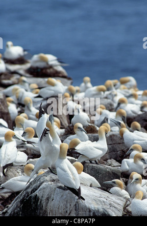 BASSTÖLPEL (Sula Bassanus) einzelne Anzeigen in Brutkolonie, Cape St. Mary's Reserve, Neufundland, Kanada Stockfoto