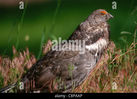 BLUE GROUSE (Dendragapus Obscurus) männlich in der Zucht Gefieder, National Bison Range, Montana, USA Stockfoto