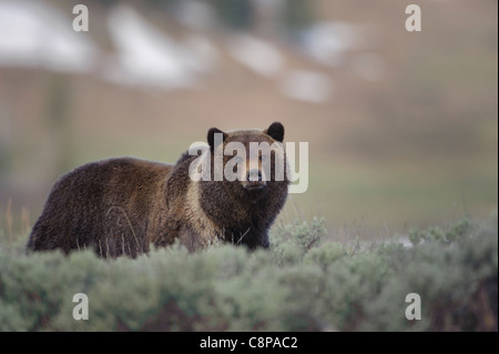 Ein Grizzlybär (Ursus Arctos) macht eine Pause, um sich umzusehen, das Lamar Valley, Yellowstone-Nationalpark, Wyoming Stockfoto