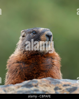 Porträt von einem Bauche Marmot, Wyoming Stockfoto