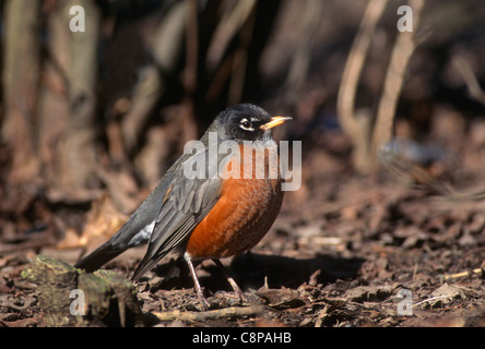 AMERICAN ROBIN (Turdus Migratorius) auf Nahrungssuche im Winter, westliche Oregon, USA Stockfoto