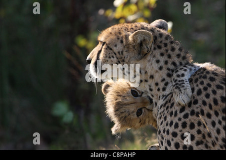 Gepard Cub und Mama Stockfoto