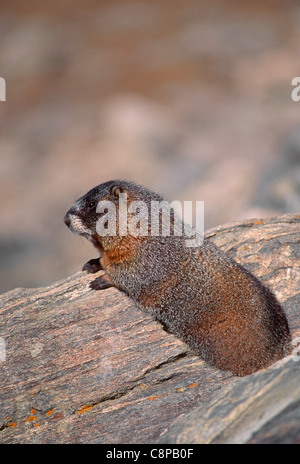 Südgrenze Murmeltier (Marmota Flaviventris) auf Felsen, Rocky Mountain Nationalpark, Colorado, USA Stockfoto