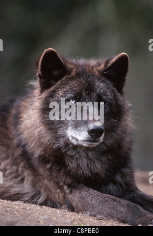 GRAUER WOLF (Canis Lupis) Dunkelphase, gefangen; Bereich: Wildnis des nördlichen Nordamerika Stockfoto