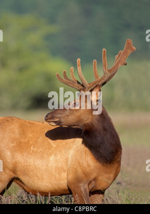 ROOSEVELT Elche (Cervus Canadensis Roosevelti) männlich mit Samt überzogen Geweih, Dean Creek Wildlife Area, Küste Oregon, USA Stockfoto