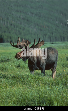 Elch (Alces Alces) männlichen auf Wiese in der Nähe von Indian Creek, Yellowstone-Nationalpark, Wyoming, USA Stockfoto