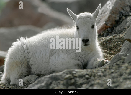 BERGZIEGE (Oreamnos Americanus) Kind ruhen, Mt. Evans Wildnis, Rocky Mountains, Colorado, USA Stockfoto