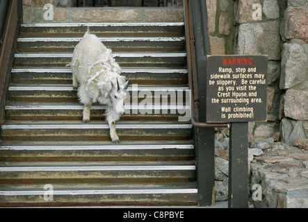 BERGZIEGE (Oreamnos Americanus) Erwachsenen auf Treppe des Hauses Crest bei Mt. Evans, Arapaho National Forest, Colorado, USA Stockfoto