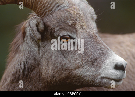 DICKHORNSCHAF (Ovis Canadensis), Profil der jungen Ram (männlich) im Herbst, Miette Tal, Jasper Nationalpark, Alberta, Kanada Stockfoto