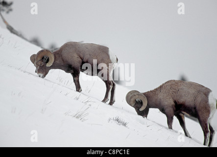 DICKHORNSCHAF (Ovis Canadensis) zwei Widdern (männlichen) Weiden auf Winterangebot, Yellowstone-Nationalpark, Wyoming, USA Stockfoto