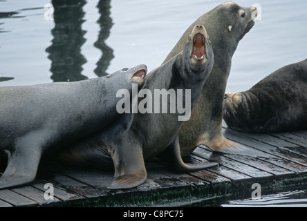 KALIFORNISCHE SEELÖWE (Zalophus Californianus) Männchen bellen auf dock in Newport Harbor, zentrale Küste, Oregon, USA Stockfoto