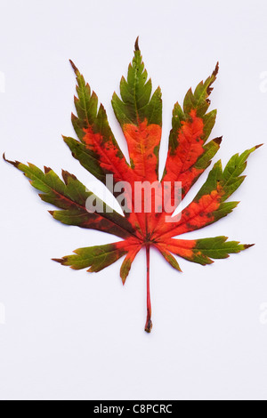 Acer Japonicum 'Ataryi'.  Einzelnes Blatt isoliert auf einem weißen Hintergrund. Stockfoto