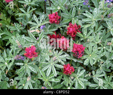 AA02149-03... WASHINGTON - Indian Paintbrush in der Nähe von Paradise in Mount Rainier Nationalpark Stockfoto