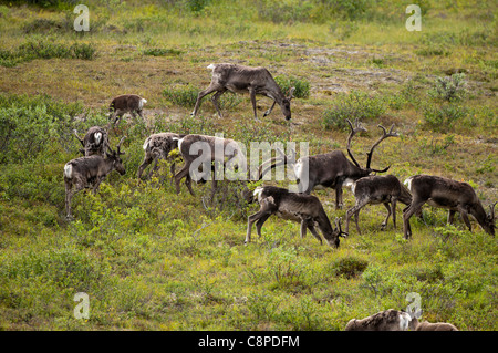 Caribou Herde, Denali National Park & zu bewahren, Alaska Stockfoto