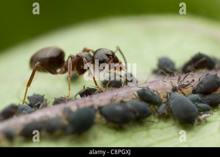 Schwarze Ameise Garten Getränke Honigtau ausgeschieden durch schwarze Blattläuse in Hampshire Garten Stockfoto