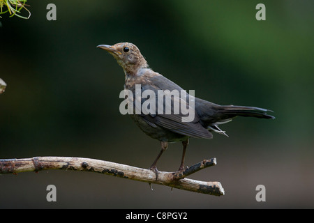 Juvenile schwarzer Vogel Turdus Merula Häutungen während stehend auf einem Toten Ast in Hampshire Stockfoto