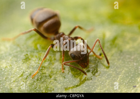 Schwarzer Garten Ameise Lasius Niger ernährt Zuckerwasser auf einem Blatt in einem Hampshire-Garten Stockfoto