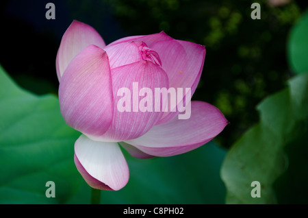 Detail einer schönen Pink Lotus Flower mit geschlossenen Blüten, Nelumbo nucifera Stockfoto