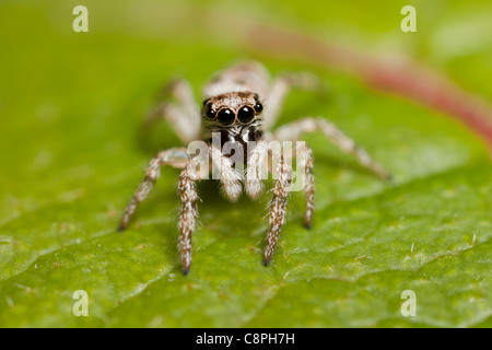 Springspinne sitzt in der Mitte eines Blattes in hampshire Stockfoto