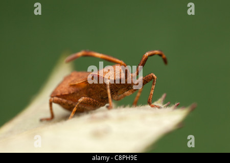 Schild Bug Coreus Marginatus stützt sich auf ein totes Blatt in Hampshire Stockfoto