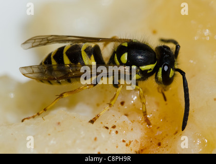 Europäische Wespe, vespula germanica, Essen süßen Pudding Stockfoto