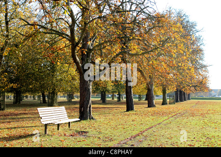 Kastanienallee in Bushy Park einer der königlichen Parks in London in der Nähe von Hampton Court in Süd-West London England UK Stockfoto