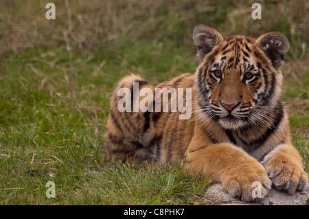4 Monate alt Bengal Tiger Cub hinlegen und seinen nächsten freche Schritt erarbeiten Stockfoto