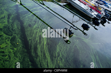 Schicht von Cyanobakterien schwimmt auf der Wasseroberfläche in einem kleinen Bootshafen, Finnland Stockfoto