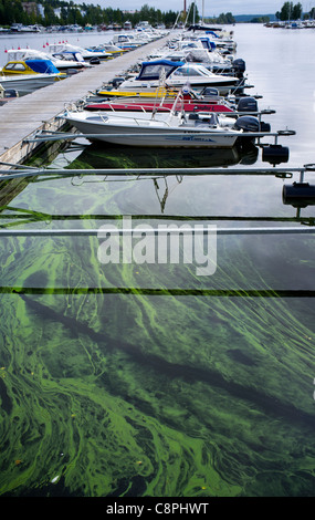 Schicht von Cyanobakterien schwimmend auf Wasseroberfläche und Motorboote und Skiffs an einem kleinen Bootshafen Kallavesi , Kuopio , Finnland Stockfoto