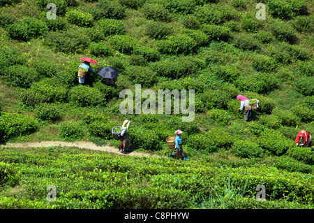 Teepflückerinnen Happy Valley Tea Estate Darjeeling West Bengal Indien Stockfoto