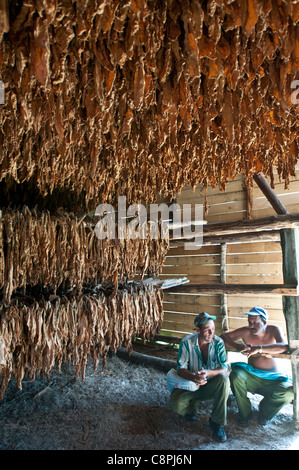 Tabakblätter trocknen im Stall mit den Landwirten, Vinales, Kuba Stockfoto