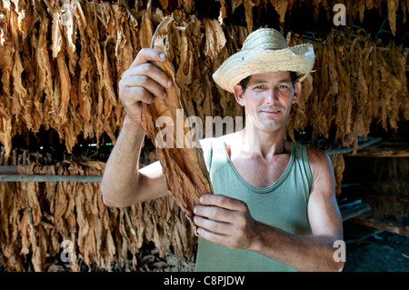 Blätter trocknen Scheune auf Tabak Bauernhof mit Bauer, Vinales, Kuba Stockfoto