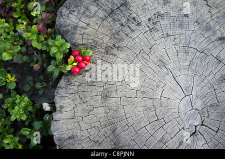 Preiselbeere ( Vaccinium vitis-idaea , Ericaceae ) Wachstum und Beeren im Herbst , Finnland Stockfoto