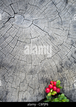 Preiselbeere ( Vaccinium vitis-idaea , Ericaceae ) Wachstum und Beeren , Finnland Stockfoto