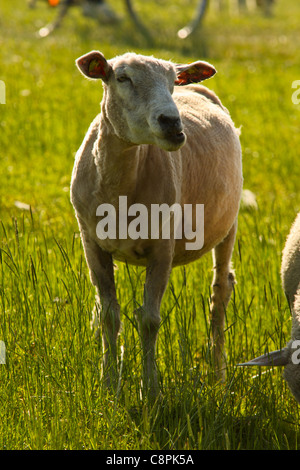 Porträt von eine lustig aussehende rasiert Schafe. Stockfoto