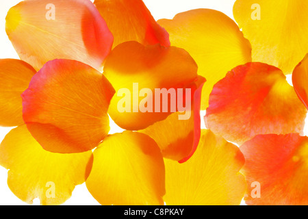 Bunte Rosenblätter auf weiß Stockfoto