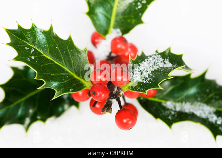 Ilex Aquifolium. Holly Zweig mit Beeren auf einem weißen Hintergrund. Stockfoto